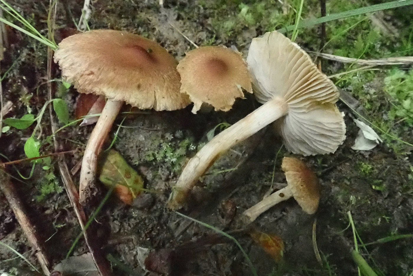 Inocybe curvipes by Penny Cullington
